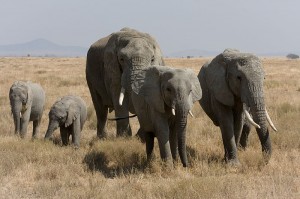 Elefantenherde1