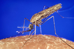 Anopheles beim Essen