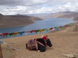 k9_Tibet_19