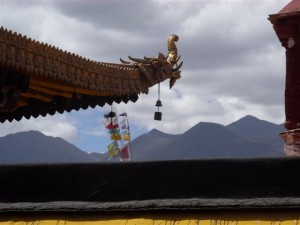 k9_Tibet_4 k9_Tibet_4